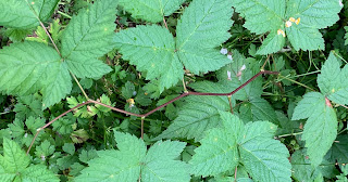 salmonberry's zigzag twig pattern