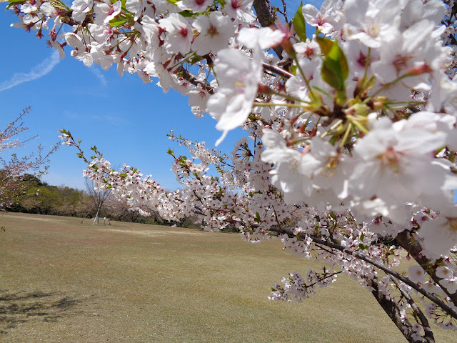 弥生の館むきばんだのソメイヨシノ桜