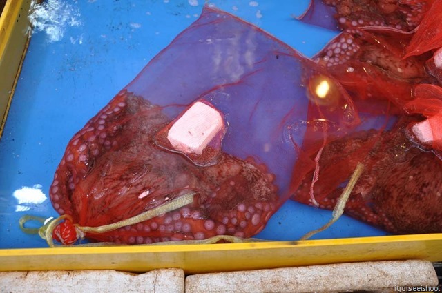 Fisheries Market in Sokcho