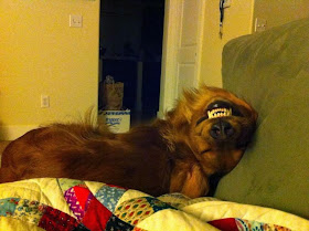 Cute dogs - part 3 (50 pics), funny dog weird grin