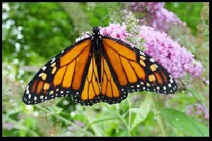 danaus plexippus