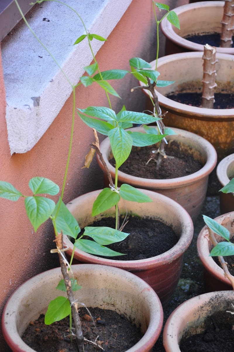 Penting Pokok Kacang Panjang, Kerajinan Kaca