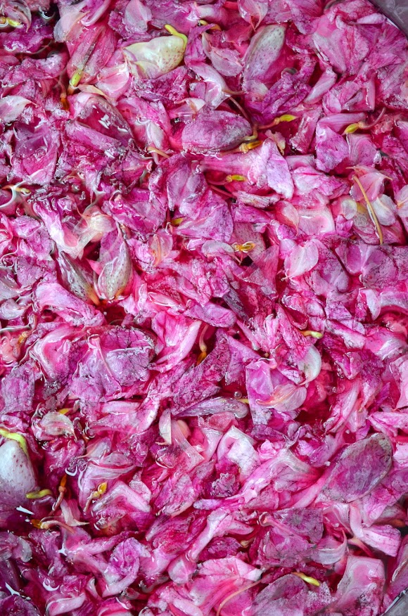 Eingeweichte Springkrautblüten zeigen ein kräftiges Pink.