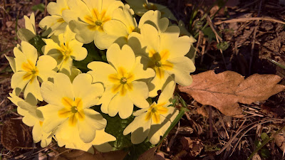 Primula vulgaris in a roccolo.