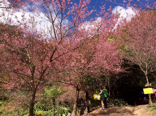 doi suthep-pui national park, national parks in chiang mai, chiang mai national parks, attractions national park in chiang mai, doi suthep-pui, doi suthep-pui mountain