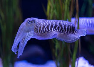 cuttlefish-kya-hai