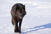 Black Wolf in Snow