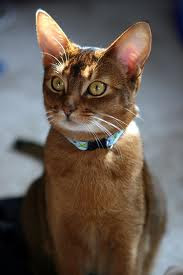 ruddy abyssinian - Tawny - Usual