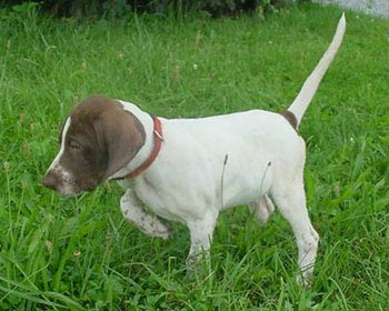 Pointer Puppy Picture