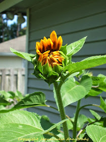 First Autumn Beauty Sunflower as a Bud Opening