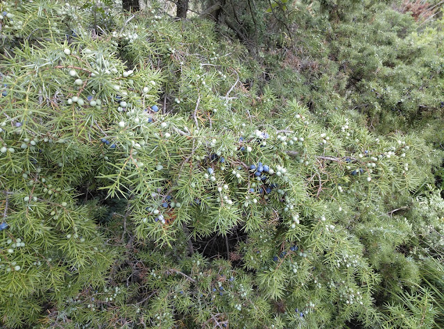 Enebro con Gálbulos