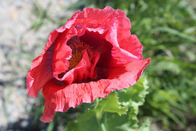 Grote Klaproos - Klaproas - Papaver rhoeas