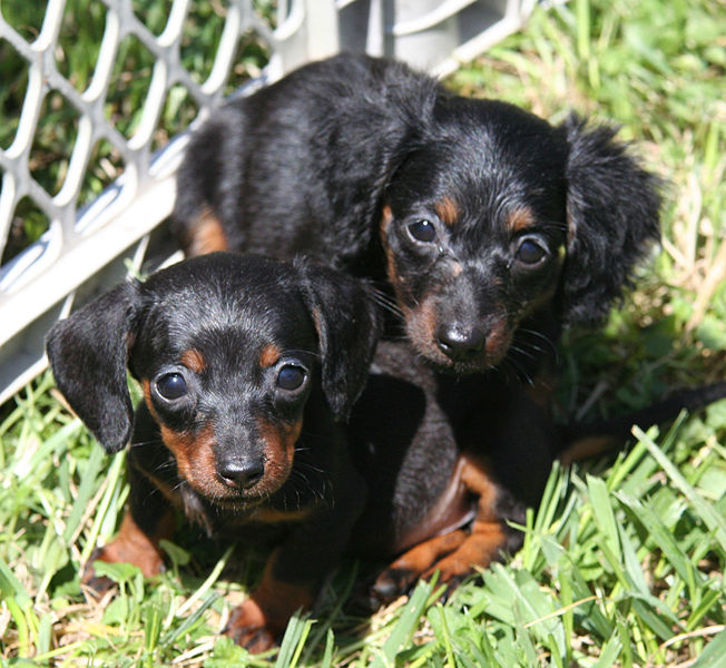 long haired dachshund blonde. red long haired dachshund