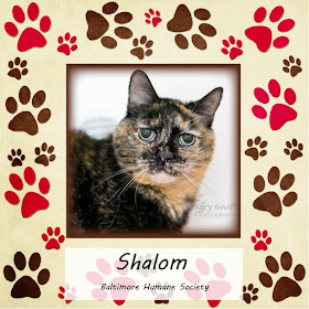 Shalom, an 11-year-old tortie cat