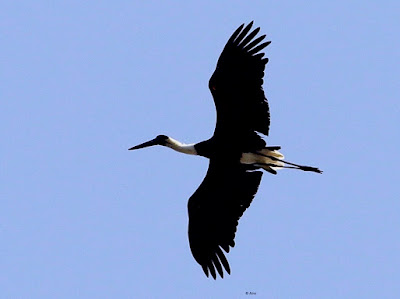 Woolly-necked Stork