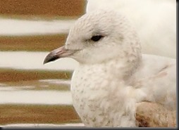 IMG_0334