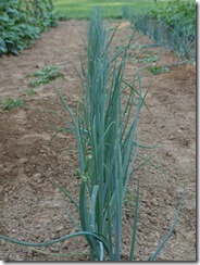 garden 2012 015