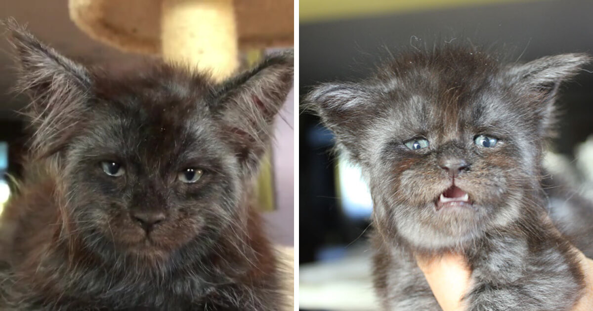 This Cat's Human-Looking Face Can't Be Unseen