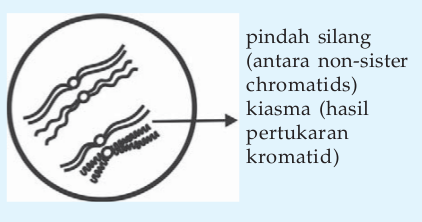 Tahap Diploten