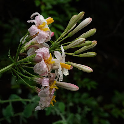Лилия краснеющая (Lilium rubescens)