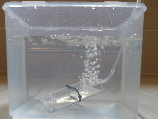 水槽の中にすくった金魚がいる エアストーンの自作 その３