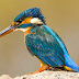 Common Kingfisher