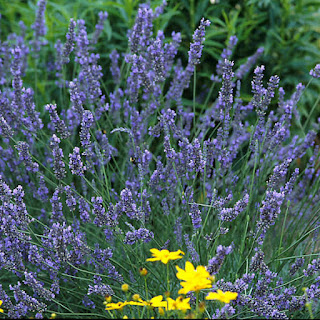 lavender spikes of flowers growing in the ground