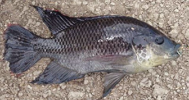 Gambar Ikan  Mujair  yang Beda dari Ikan  Nila