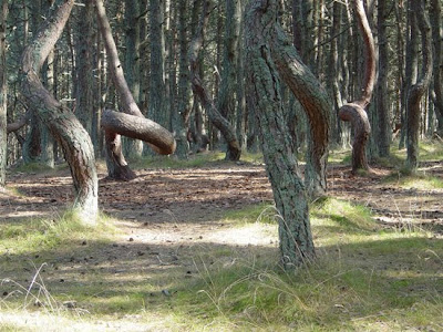 Weird dancing forest