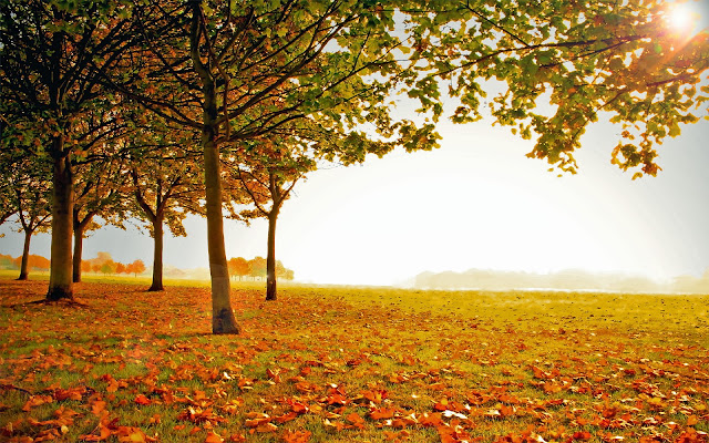 Foto met herfst landschap met bladeren op de grond