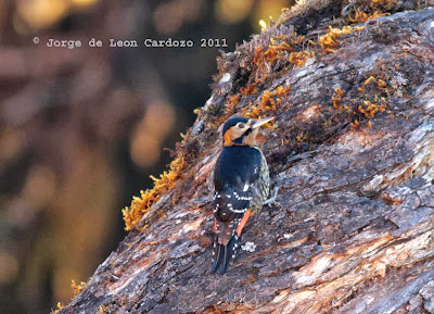 Darjeeling Woodpecker