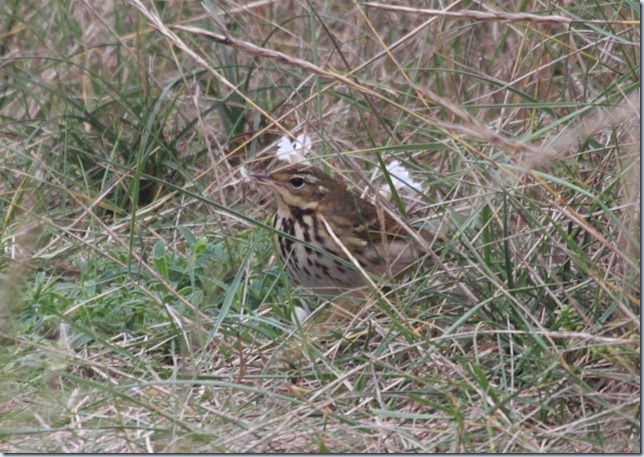 obp2