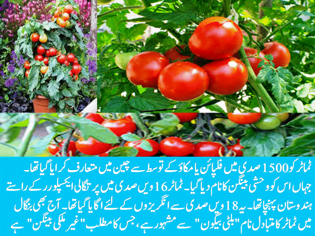 Cultivation of Tomatoes, and Origin History