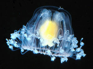 immortal jellyfish Binatang Yang Paling Sulit Dibunuh