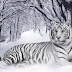 Bengal Tigers in Winter