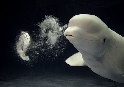 bubbly beluga whale 01 Kelakuan dan aksi lucu binatang binatang