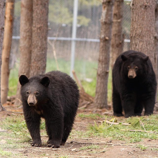 July is Wild About Wildlife Month: Featuring Aspen Valley Wildlife Sanctuary