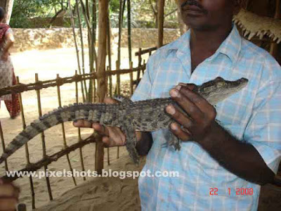 man posing with crocodile baby in hands from crocodile bank of madras india, crocodile babys, crocodiles, handling crocodiles, pay and take crocodiles in hands, reptile zoo