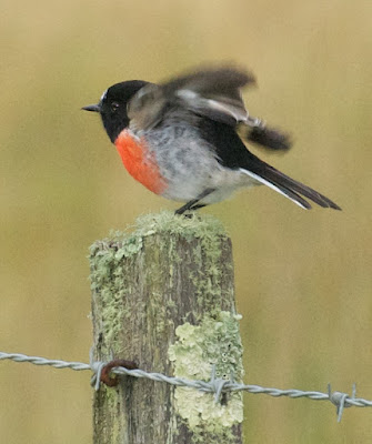 Scarlet Robin (Petroica boodang)