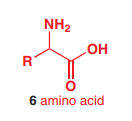 6 amino acid