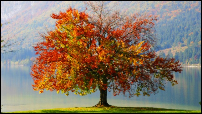 árbol
