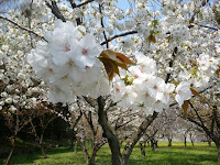 大輪で一重の白い花さかせる太白（たいはく）桜