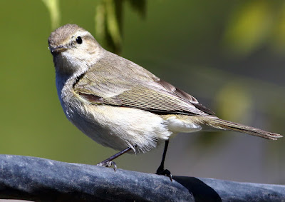 Common Chiffchaff 