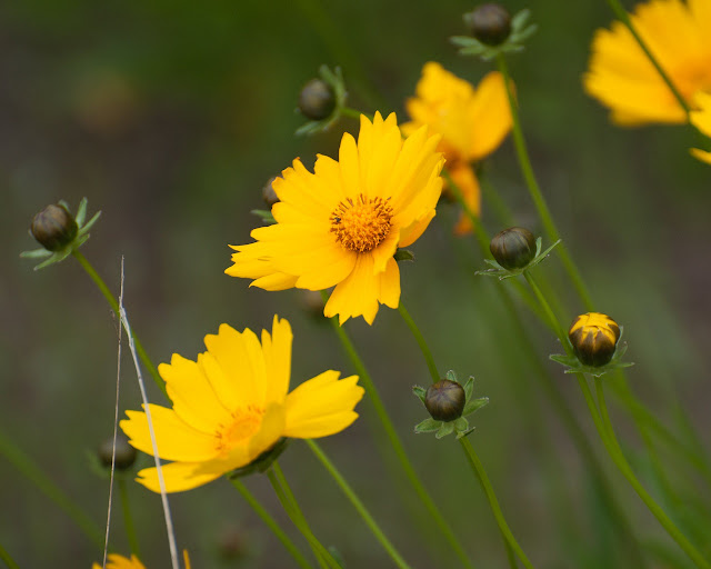 Luz primaveral sobre calliopsis