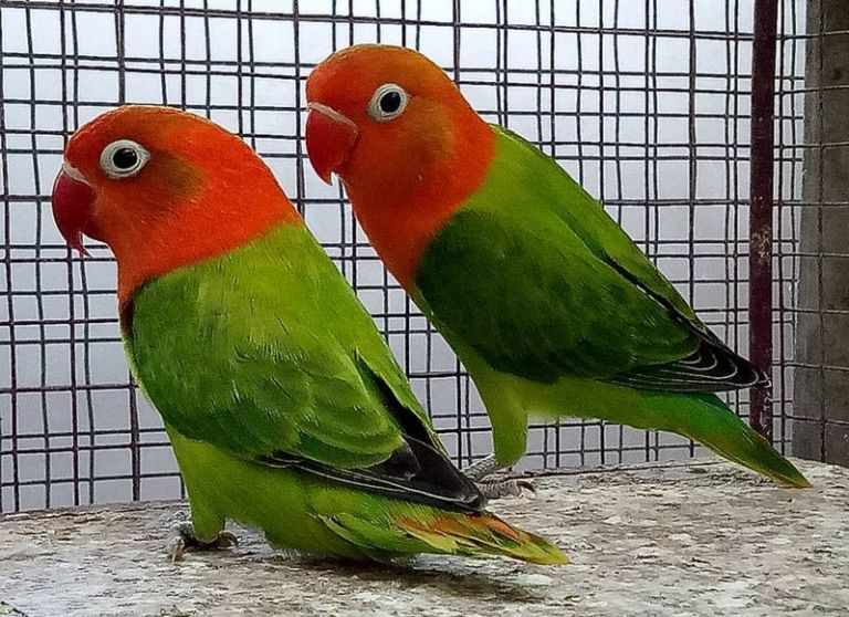 Mengenal Jenis Lovebird  Biola Burung  Yang Berharga 