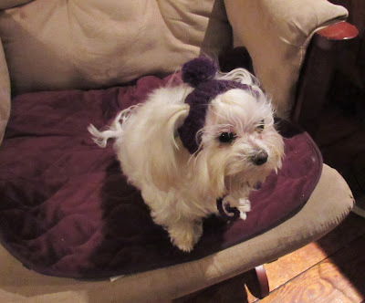 hand knit pompom hat for a small dog. https://www.etsy.com/shop/jeanniegrayknits