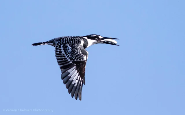 Pied Kingfisher in Flight Table Bay Nature Reserve Woodbridge Island Photo Vernon Chalmers