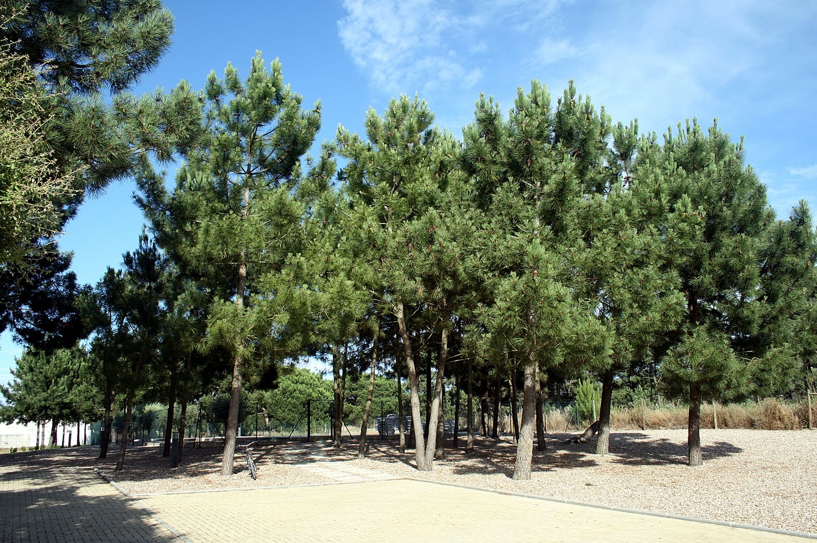 Pine Forest Around Pool Fenced Area