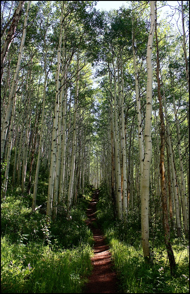 Bighorn Creek Trail 7-23-12 (46)