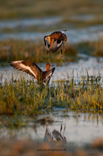 Wildlifefotografie Uferschnepfe Ochsenmoor Olaf Kerber